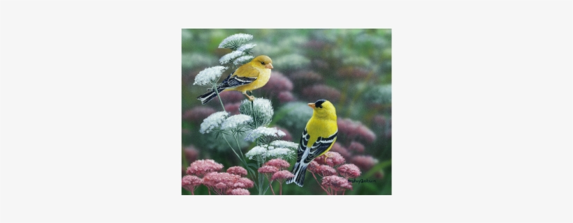 Gold & Lace American Goldfinch Limited Edition Print - American Goldfinch, transparent png