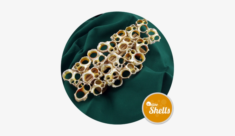 Lace Gold Turbo Stand - Online Shells, transparent png