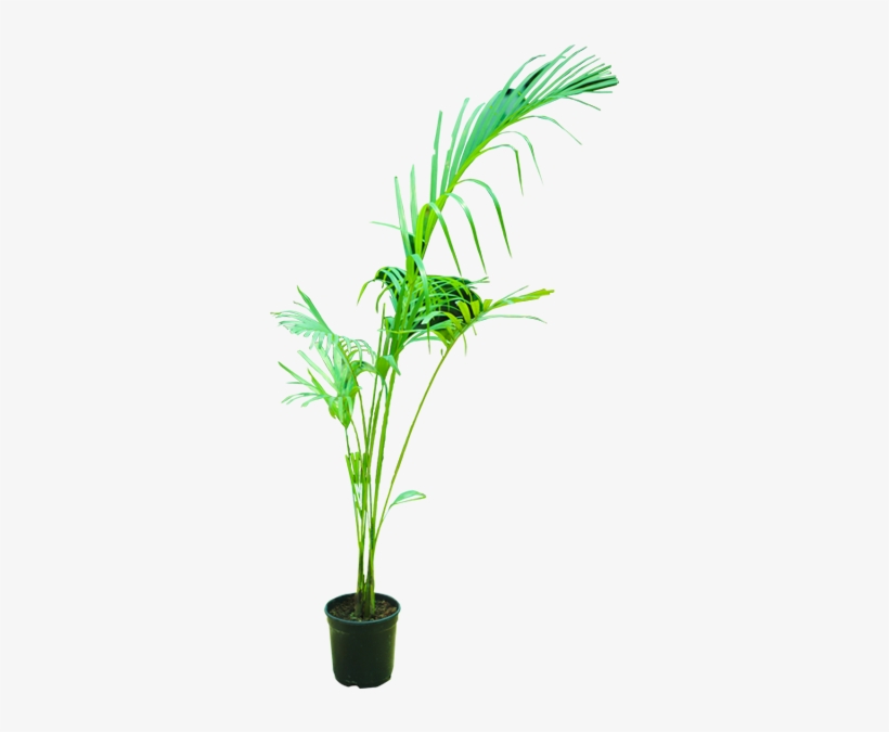 Areca Palm - Palm Trees, transparent png