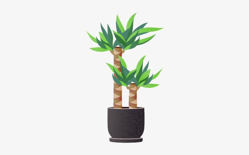 I Choose You, Lucky Bamboo - Houseplant, transparent png