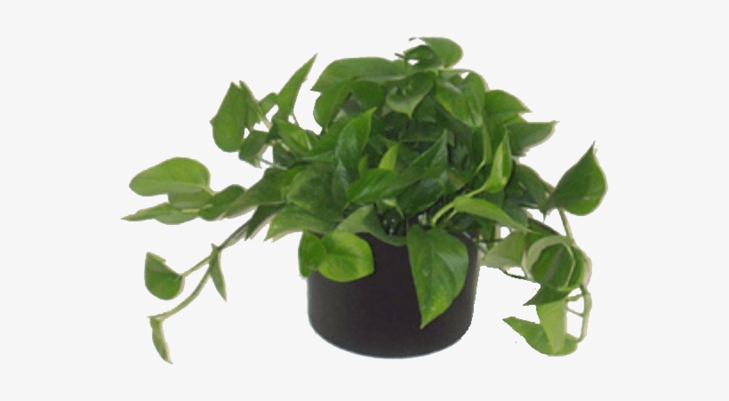Low Light Plants - Houseplant, transparent png
