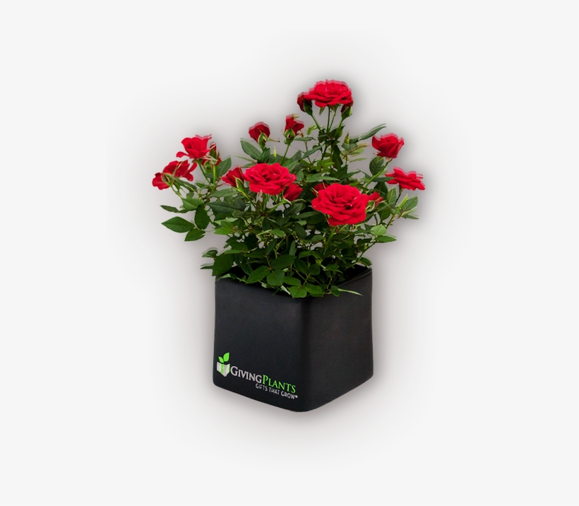 Corporate Logo Gift Plants - Flowerpot, transparent png