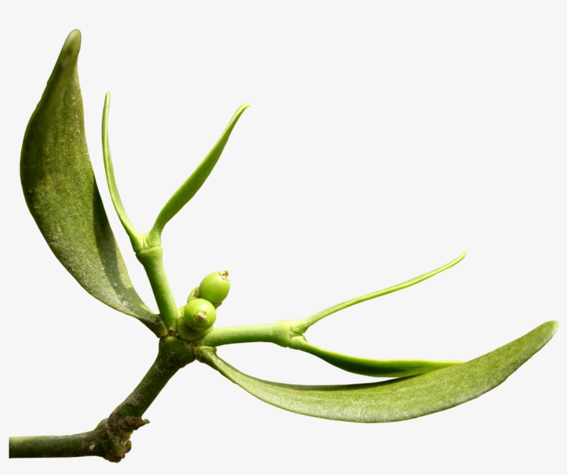 Office Hours - - Tea Plant, transparent png