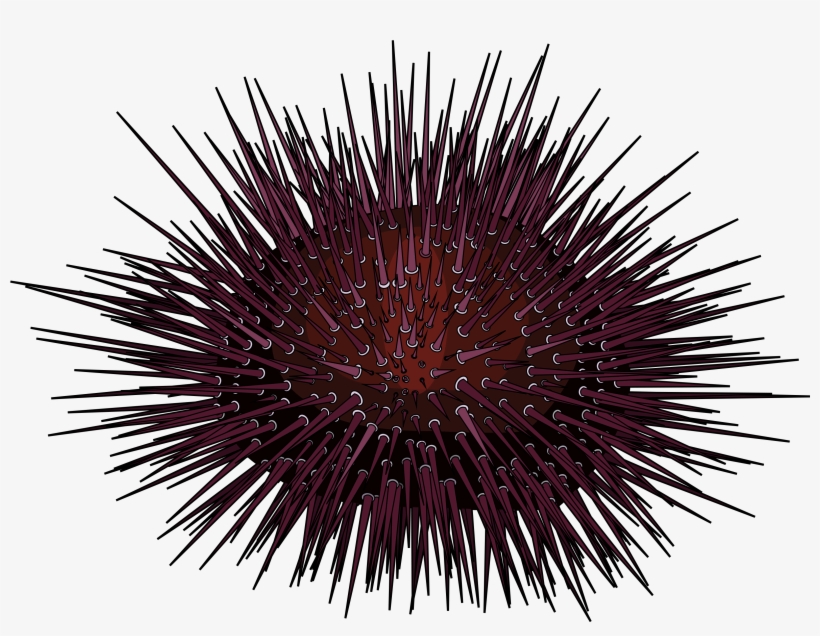 Erizo De Mar - Sea Urchin White Background, transparent png