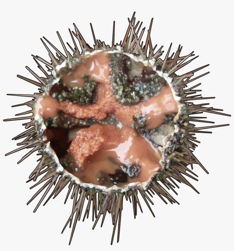 Erizo De Mar - Sea Urchin, transparent png