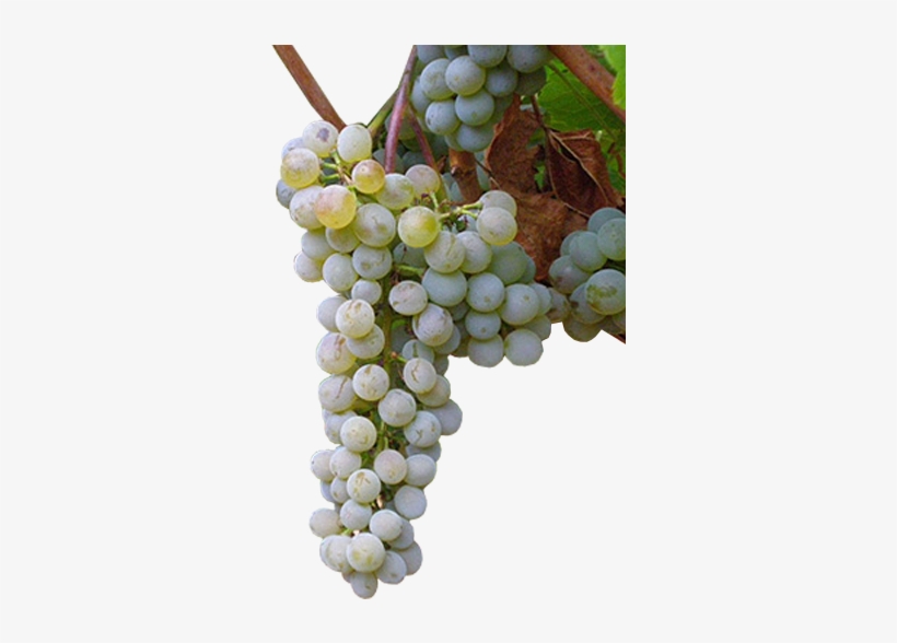 Moscatel Grano Menudo - Uvas Moscatel Png, transparent png