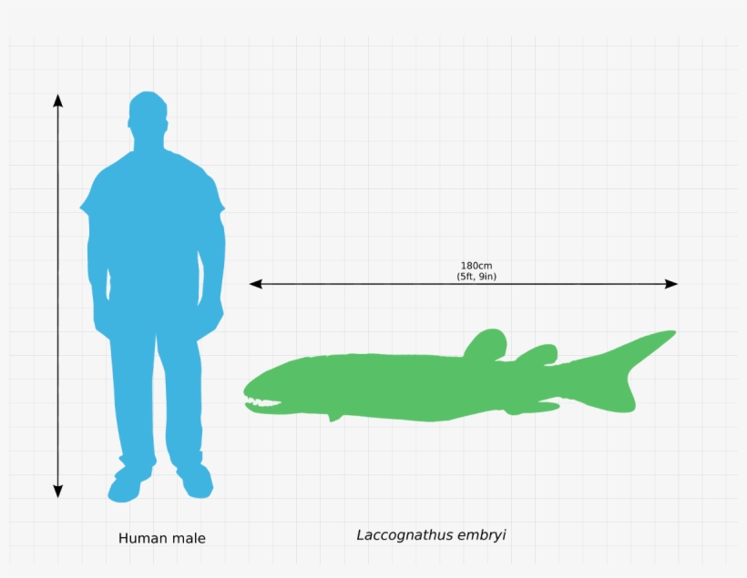 Laccognathus Embryi Scale Comparison - Watusi Height, transparent png