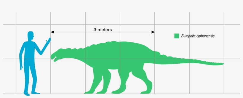File - Europelta Scale - Svg - Pinacosaurus Size Comparison, transparent png