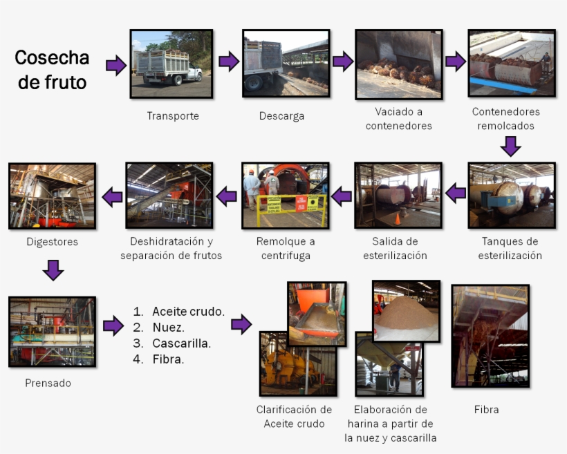 Proceso De Industrialización De La Palma Africana - Industrializacion De La Palma Aceitera, transparent png