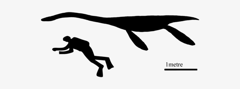 Plesioscale - Whale Next To A Human, transparent png