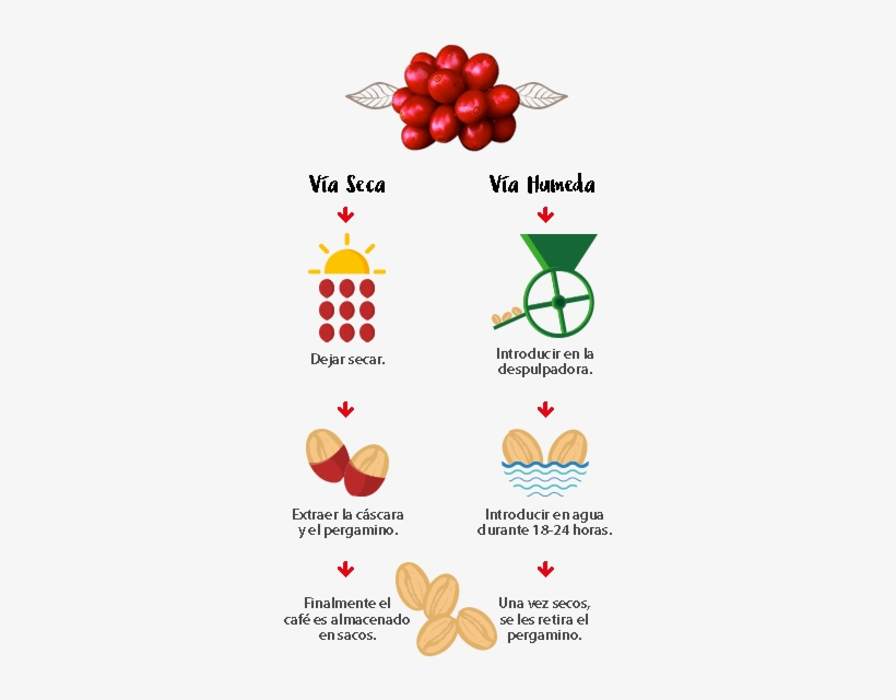 Proceso Proceso - Proceso De Cosecha Del Cafe, transparent png