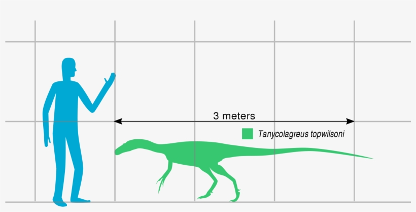 File - Tanycolagreus Scale - Svg - Hypsilophodon, transparent png