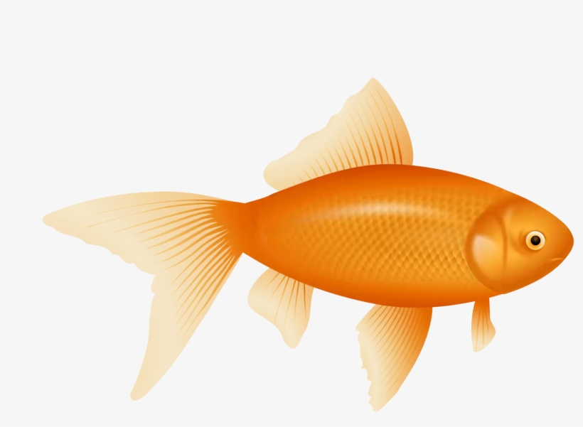 Example Image Of A Fish - Fish Png, transparent png