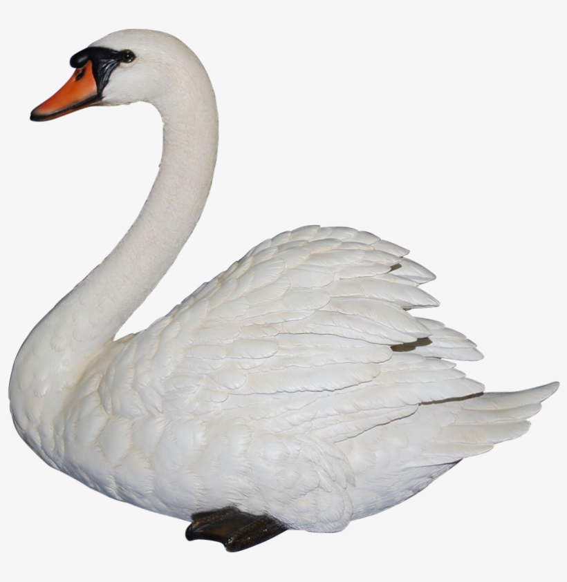 Swan Png - Vivid Arts Swan, transparent png