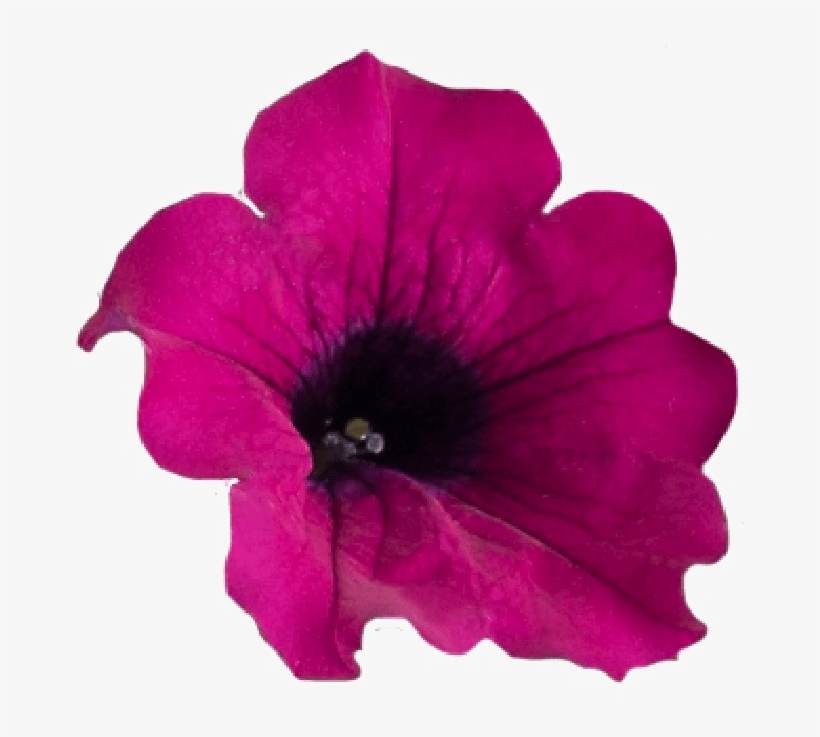 Petunia Png Transparent - Portable Network Graphics, transparent png