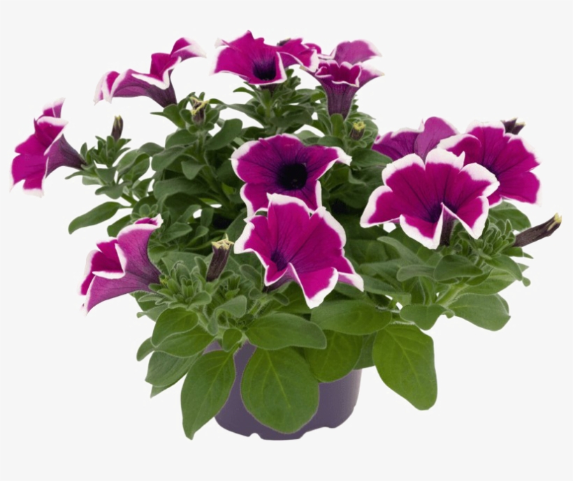 Petunia Png Picture - Surfinia Violet Picotée, transparent png