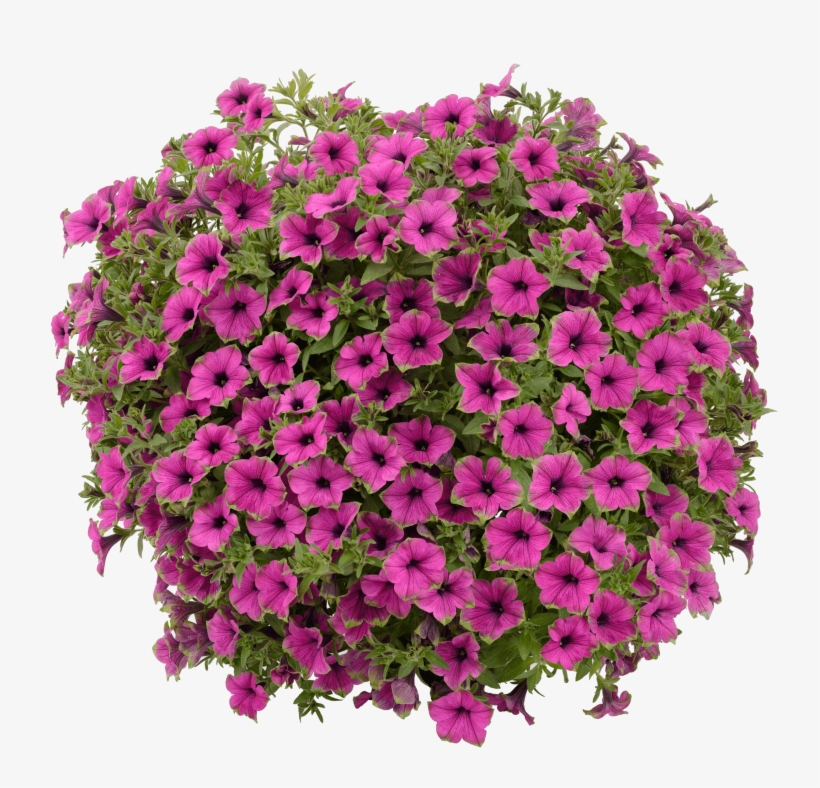 Petunia Cascadias Pitaya - Петуния Cascadias Pitaya, transparent png