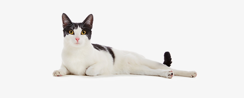 Cat Png Image - Bia: Por Um Triz - Coleção Viagens Na Ficção, transparent png
