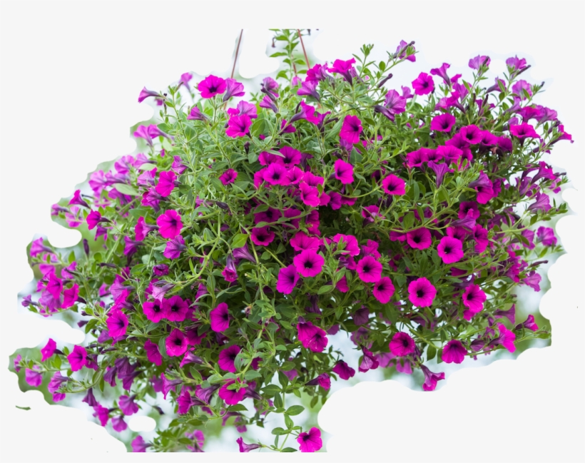 Erasing The Background - Blumen Ampeln, transparent png