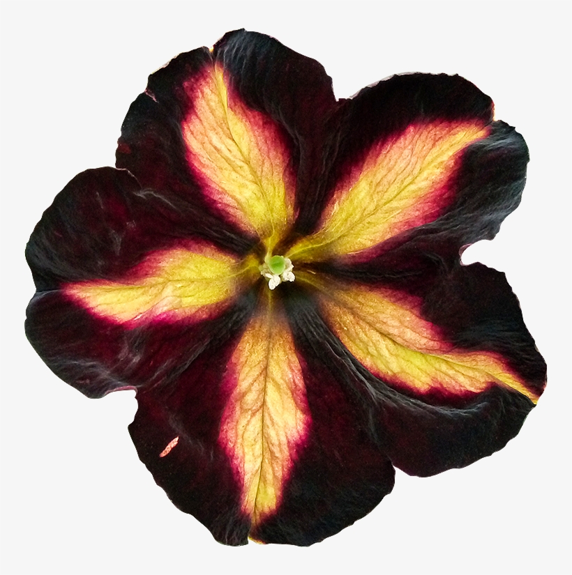 97 Fleur Detouree Pe - Fleurs Detouree, transparent png