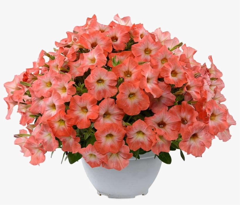 Petunia Png Transparent Image Orange Modified Petunia