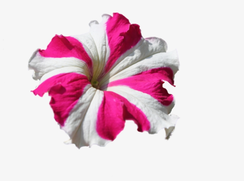 Share This Image - Petunia Flower, transparent png