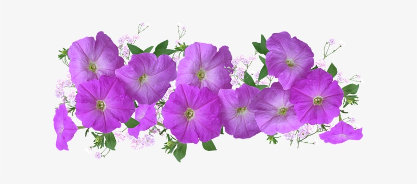 Petunias Png, transparent png