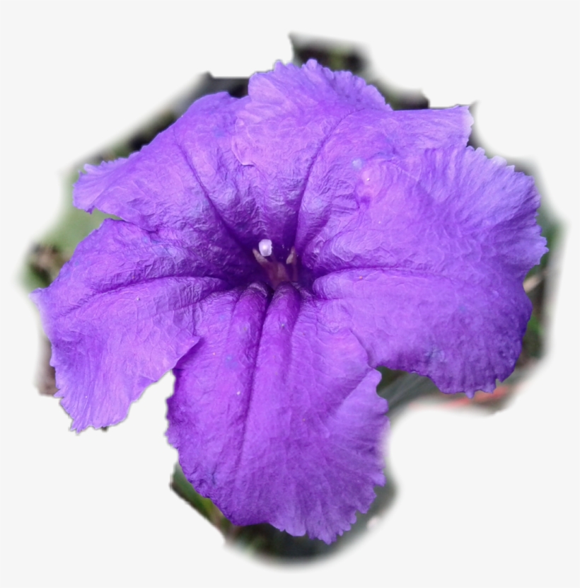 Petunia Png, transparent png