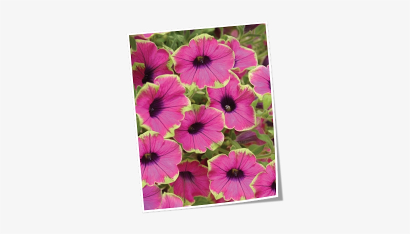 2010 Plant Highlights - Pretty Much Picasso Petunia, transparent png
