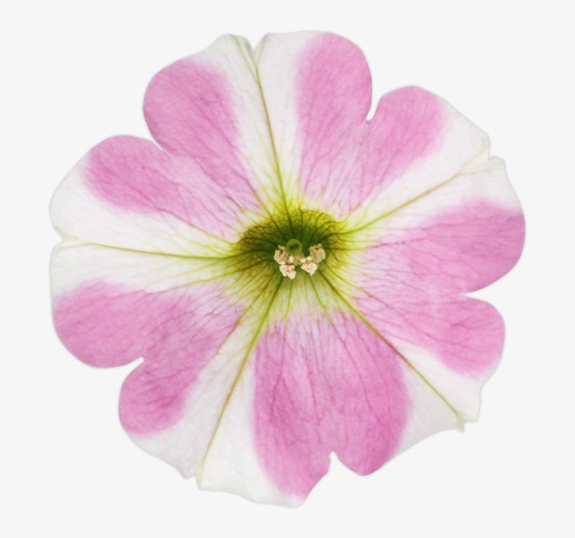 Introducing Surfinia Heartbeat - Petunia, transparent png