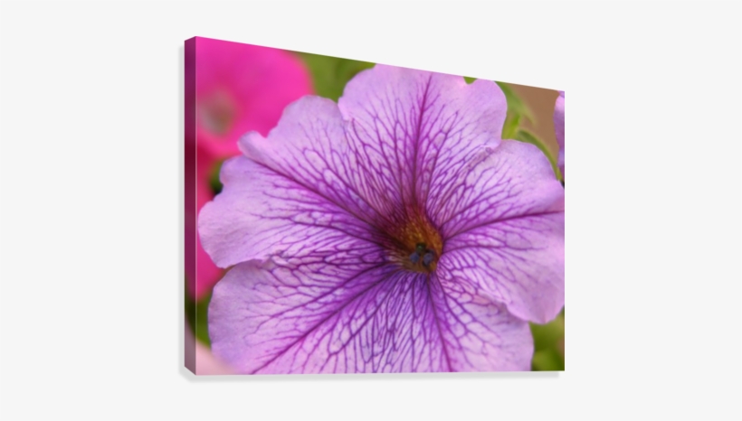 Purple Petunia Photograph Canvas Print - Petunia, transparent png