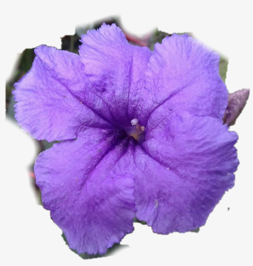 Petunia, transparent png