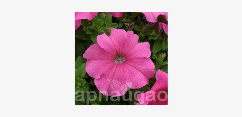 Petunia, transparent png