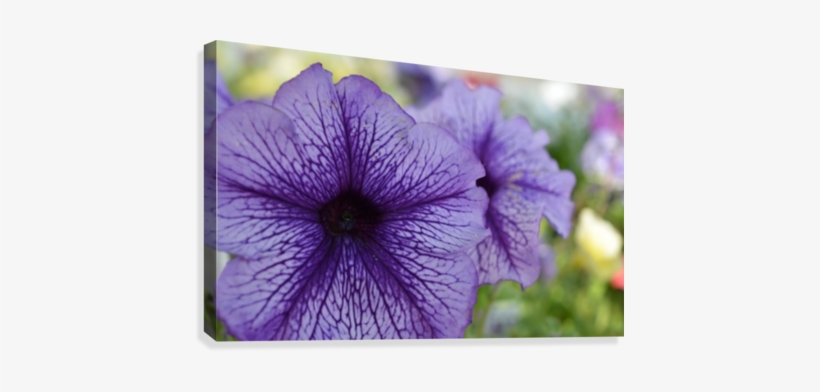 Blue Petunia Photograph Canvas Print - Petunia, transparent png