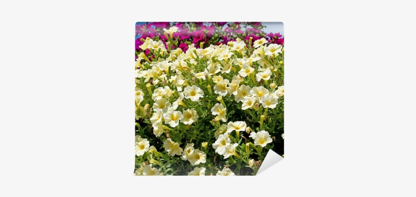 Persian Buttercup, transparent png