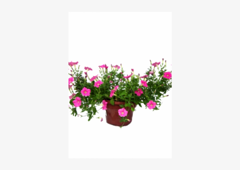Geranium, transparent png