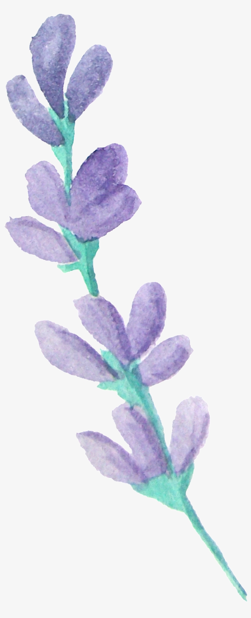 Scented Flower Branches Transparent Decorative - Portable Network Graphics, transparent png