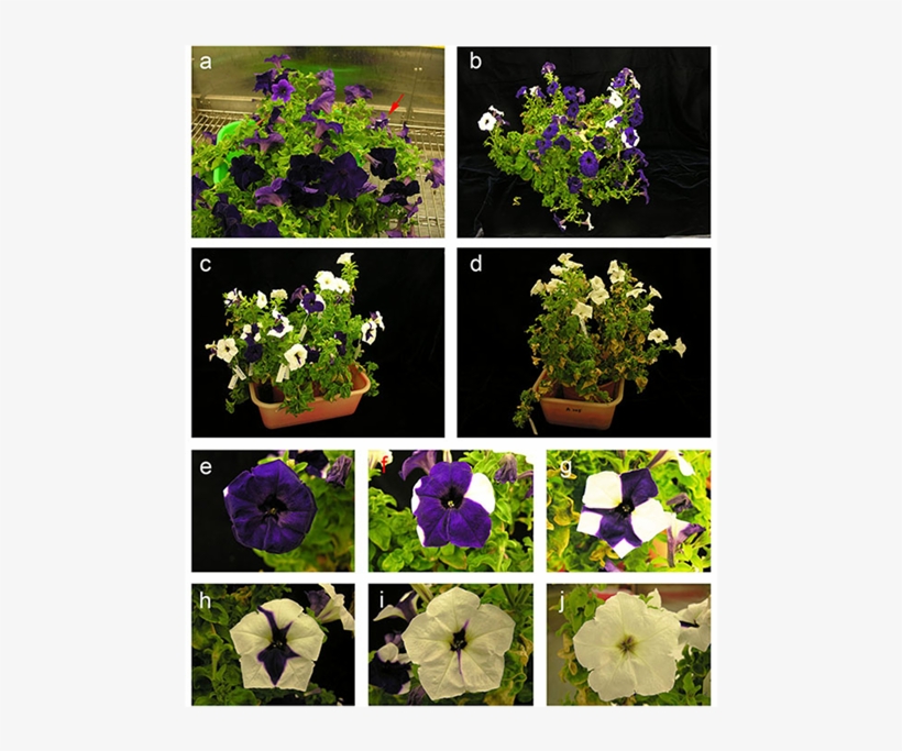 Alternation Of Flower Coloration In Transgenic Petunia - Petunia Aurone, transparent png