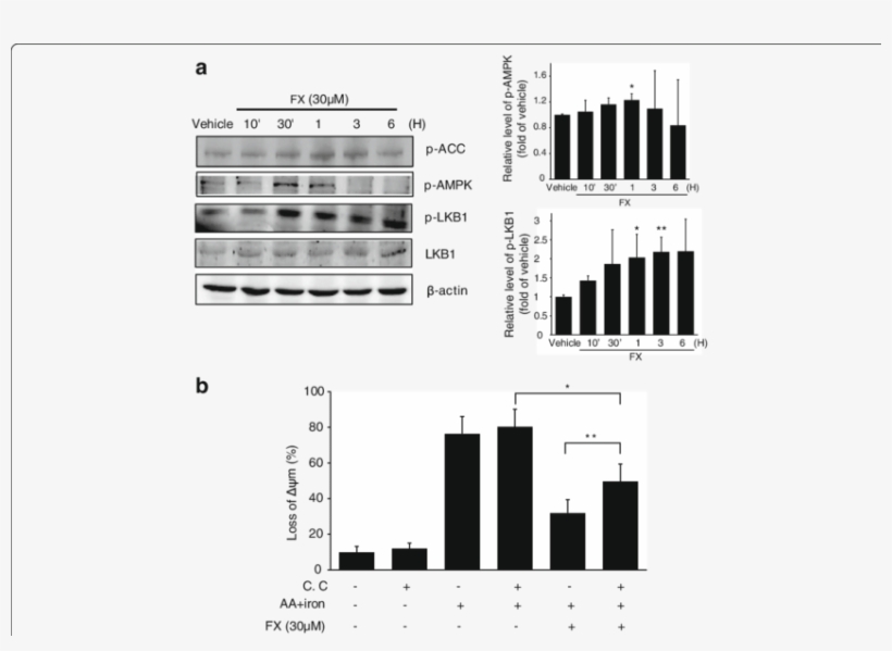 Fx-induced The Activation Of Ampk Alleviates Cell Damage - Common Fig, transparent png