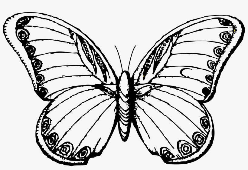Butterfly Drawings Black And White - Butterfly Picture Line Drawing, transparent png