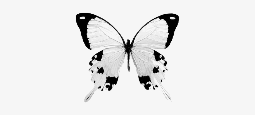 The Papilio Dardanus Swallowtail Is A Light Cream Colored - Jbirdsperch Butterfly Earrings ;real Wings; Yellow, transparent png