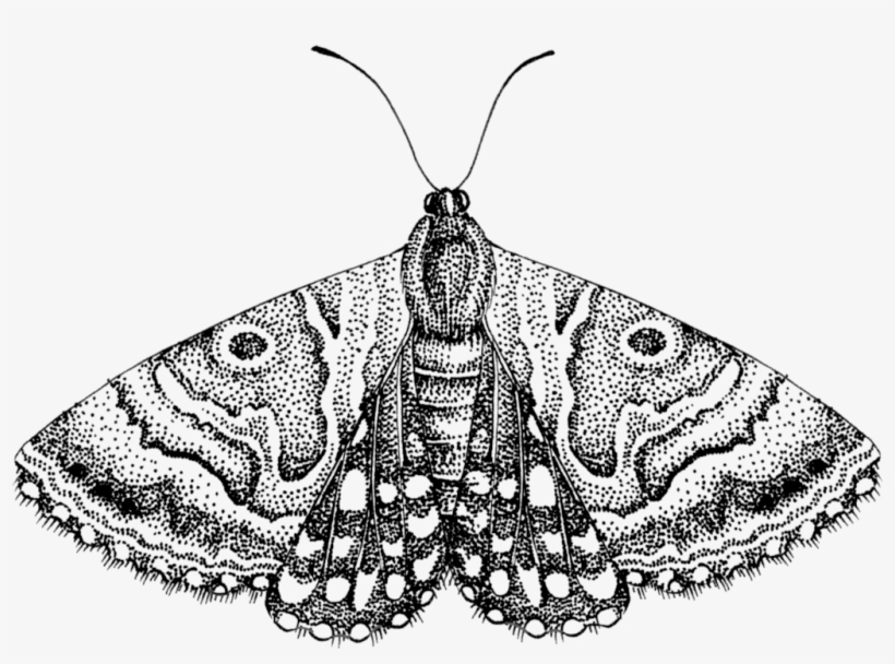 Moth Png Free Download Moth Black And White Clipart 1024x728 PNG