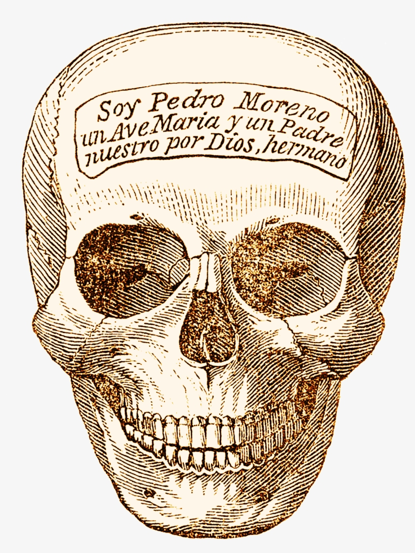 Skeleton Head, Human, Head, Graphics, Bone, Hq Photo - Naturalist Halloween, transparent png