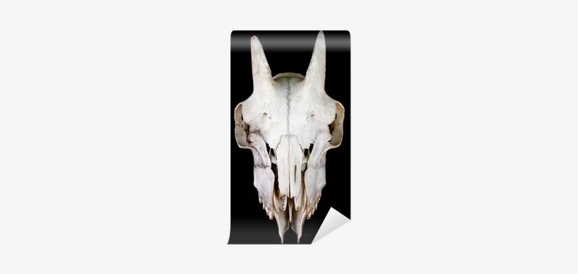 Skull, transparent png