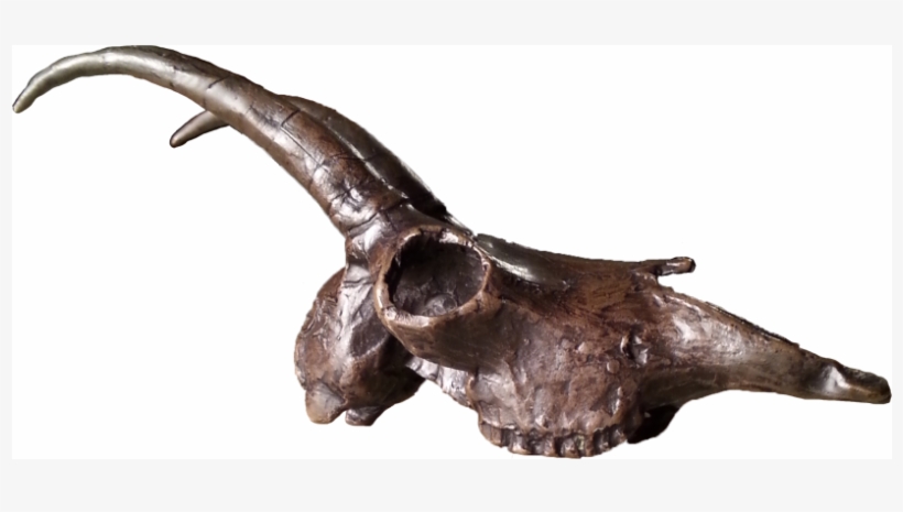 Billy Goat - Skull, transparent png