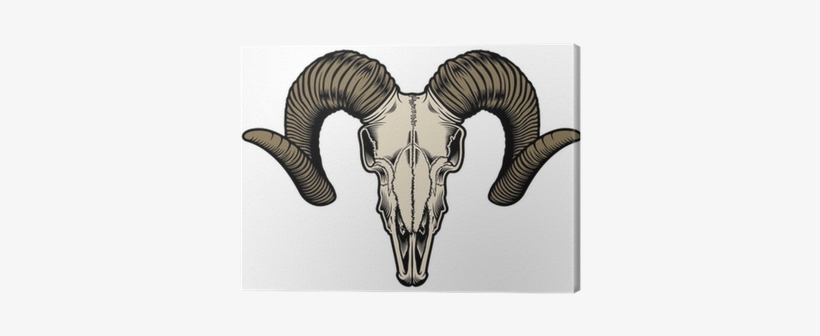 Skull Of A Goat, transparent png