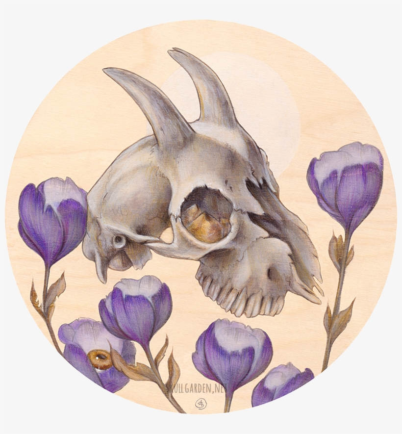 Goat Skull With Poppies, - Goat, transparent png