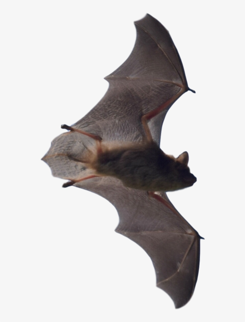Bat Problems In Michigan - Michigan Bat, transparent png