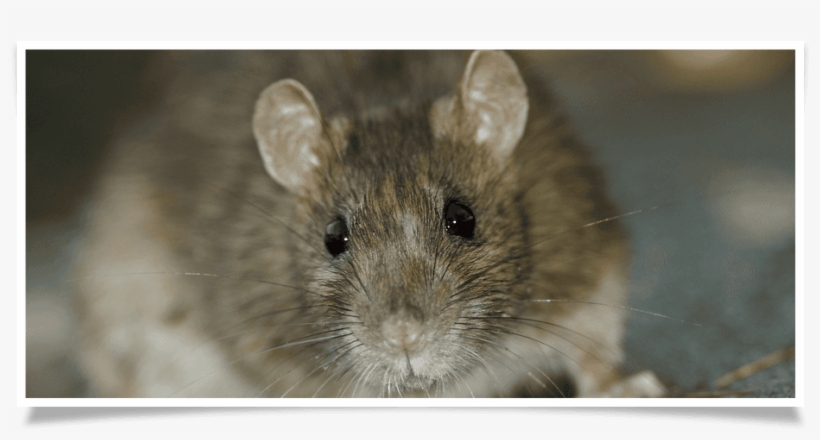 It's Never Pleasant To Have Rats Around Your Home - Ww1 Rat, transparent png