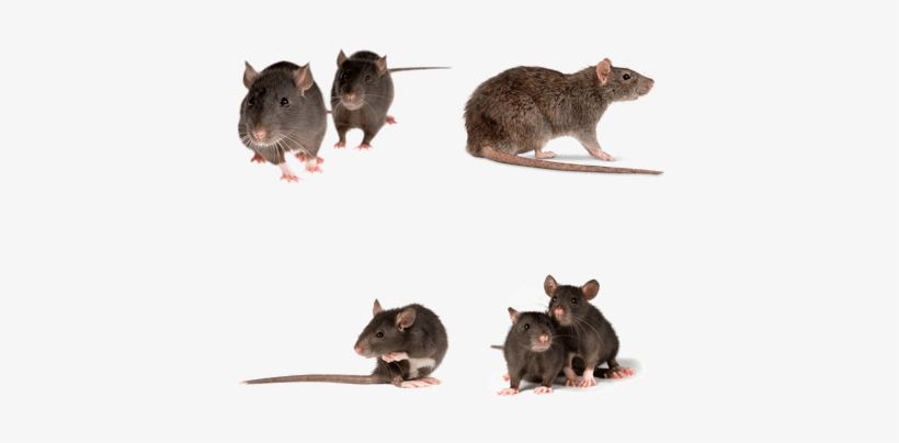 Rats - Bonazza Plug-in Ultrasonic Pest Repeller Best St, transparent png